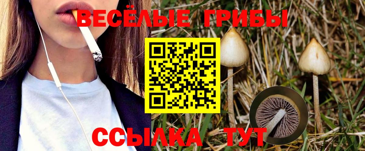 Псилоцибиновые грибы Psilocybine cubensis Ульяновск